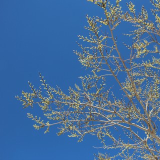 spring-green tree