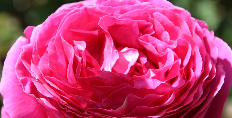 Rosegarden