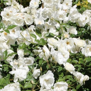 white iceberg roses