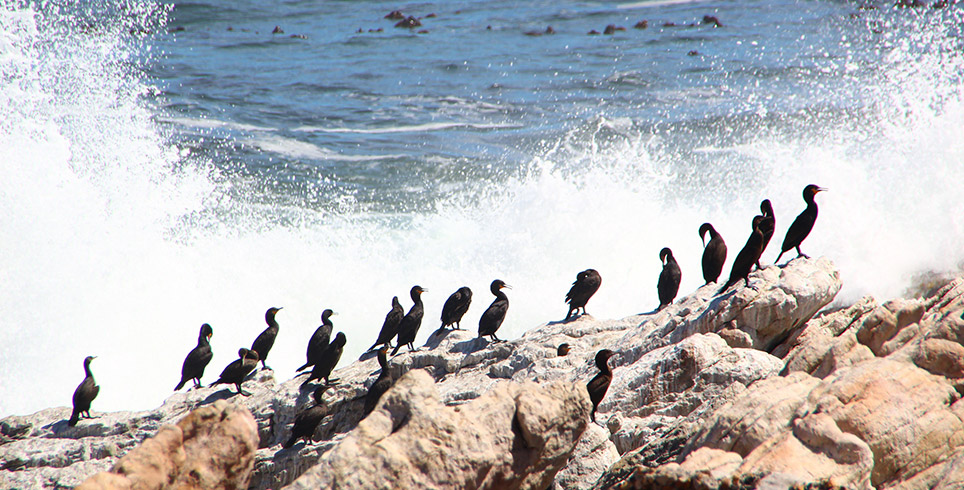 Coastal birds-life