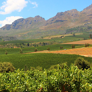 Stellenbosch vinyards